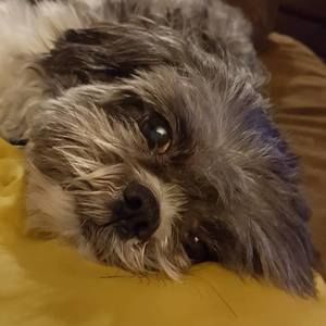 Meet your Posher, Pat